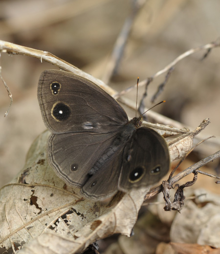 Mycalesis francisca (The Lillacine Bushbrown)