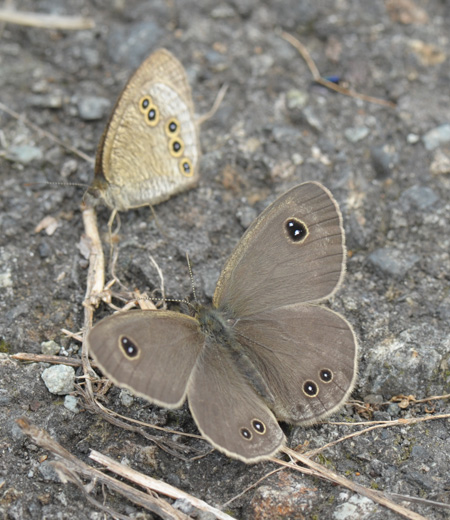 Ypthima argus