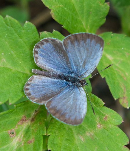 Zizeeria maha (Pale Grass Blue)