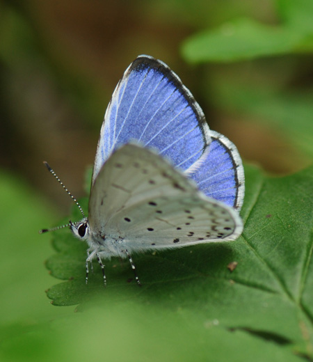 ผีเสื้อ  Celastrina argiolus (ฮอลลี่สีฟ้า)