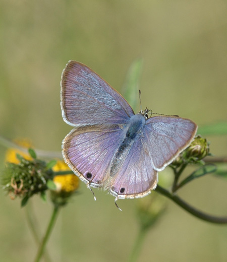 Lampides boeticus (Long-tailed Blue)