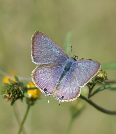 Lampides Boeticus (Canela Estriada)