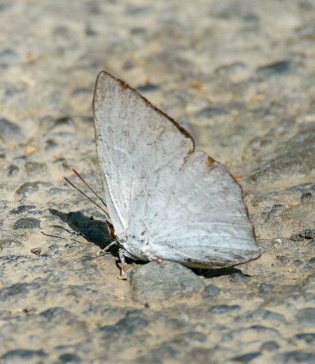 Curetis Acuta (Angeled Sunbeam)