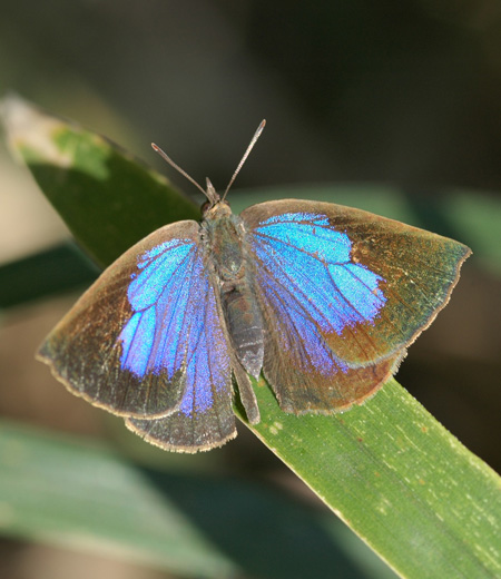 Narathura japonica (Japanese Oakblue)