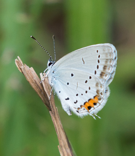 Everes argiades (Short-tailed Blue)