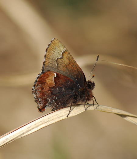 Callophrys ferrea (Tailless Hairstreak)