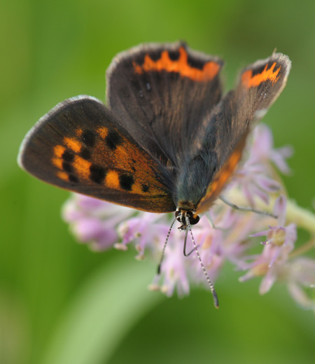 ผีเสื้อ  phlaeas Lycaena (Small ทองแดง)