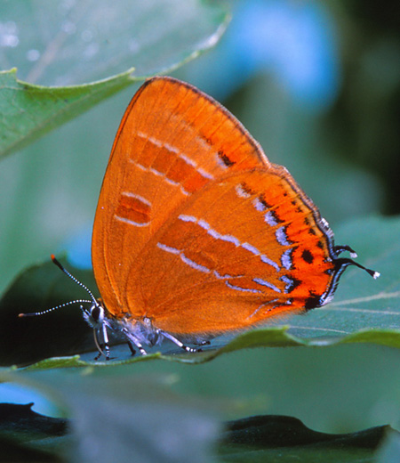 Japónica lutea (Orange Hairstreak)