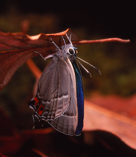 Favonius orientalis (Oriental Hairstreak)