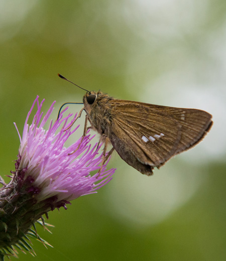 Parnara guttata (Straight Swift)