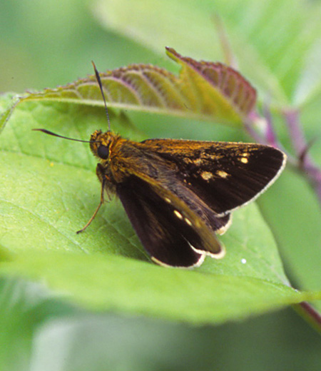 Thoressa varia (Japanese Swift)