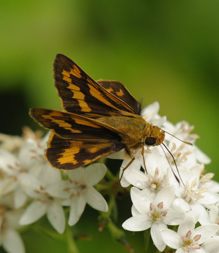 ผีเสื้อ  Potanthus flavus (Japanese Dart)