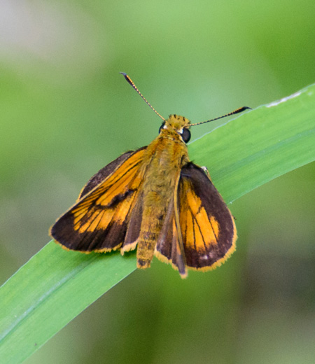 ผีเสื้อ  Ochlodes ochraceus