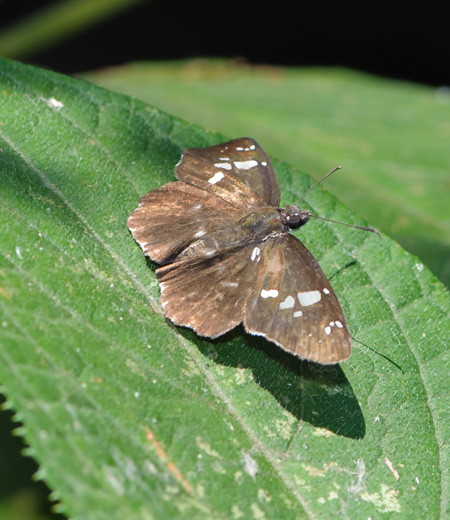 Daimio Tethys (China Flat)