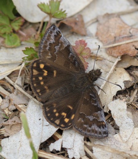 Erynnis montanus (Spring Flat)