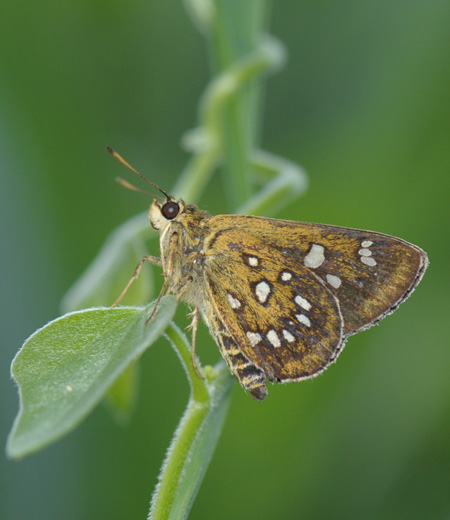 Isoteinon lamprospilus (The Silver-spotted Skipper)