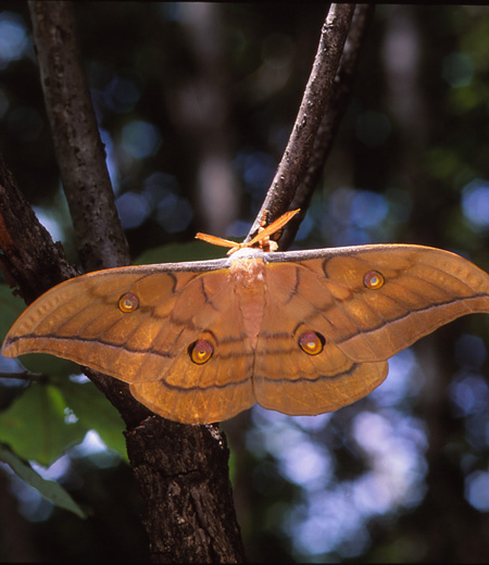 ผีเสื้อ  Antheraea yamamai ( โอ๊คซิค์ม็อธญี่ปุ่น  )