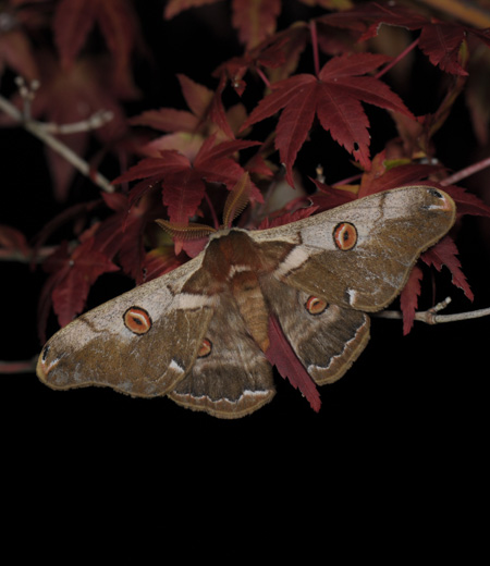 Saturnia Jonasii (Polilla de Gusano de Seda)