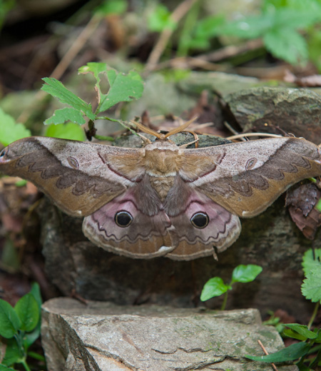 ผีเสื้อ  Saturnia  japonica