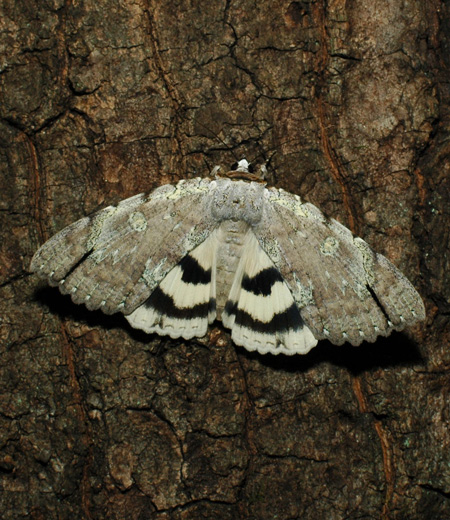 Catocala Nivea