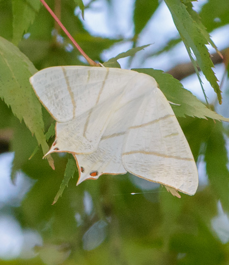 Ourapteryx nivea