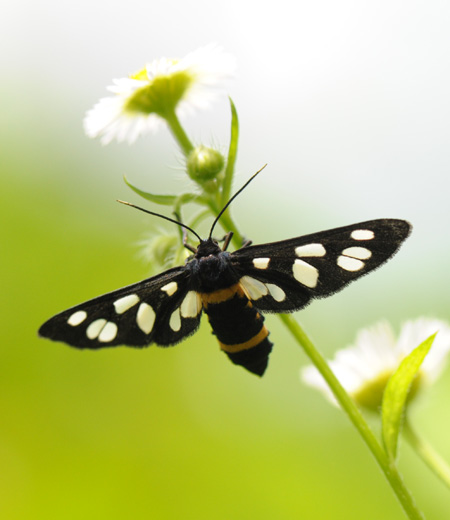 Amata Fortunei