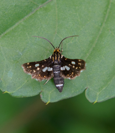 Thyris usitata