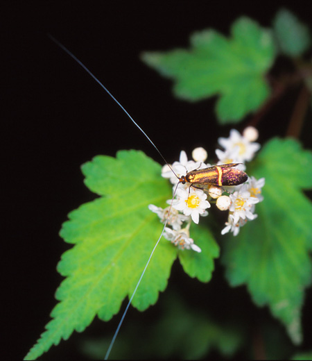 Nemophora aurifera