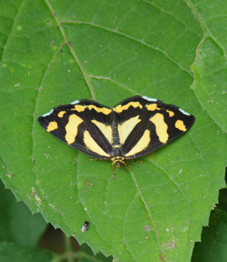 킨몬가(Psychostrophia melanargia)