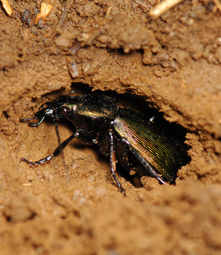 ด้วง  Carabus insulicola