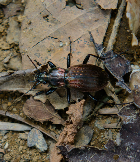 Esaki Carabidae (Carabus albrechti Morawitz)