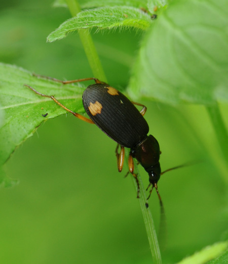 Chlaenius Micans