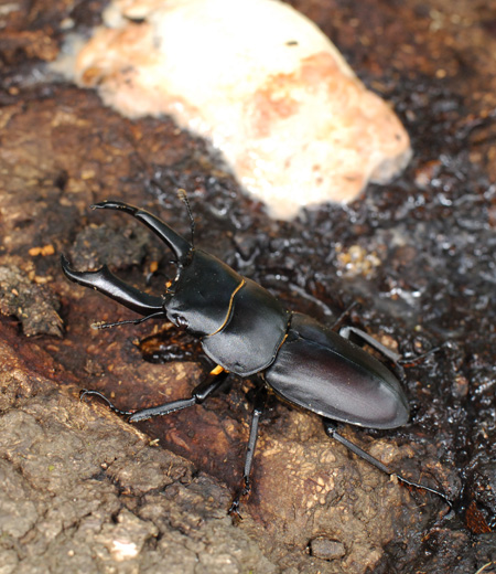 Macrodorcus Rectus