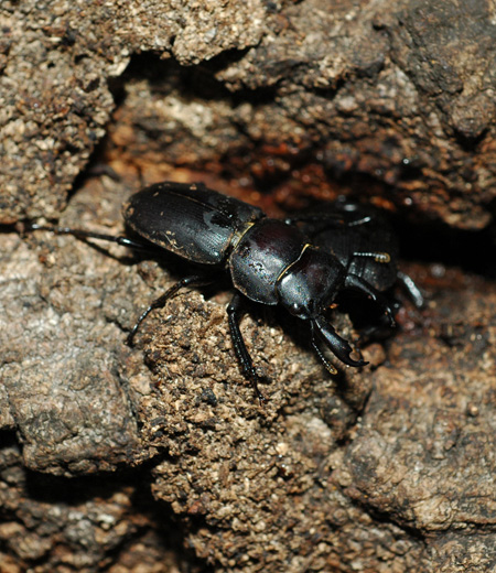 Dorcus Striatipennis