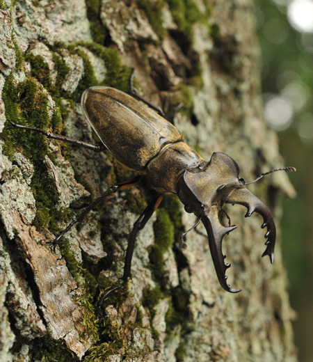 미야마크와가타 (Lucanus maculifemoratus maculifemoratus)