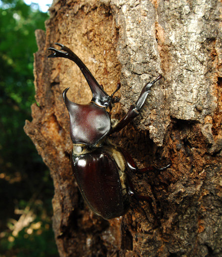 Trypoxylus dichotomus (Japanese Rhinoceros Beetle)