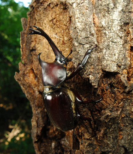 Trypoxylus dichotomus (Scarabée-rhinocéros japonais mâle)