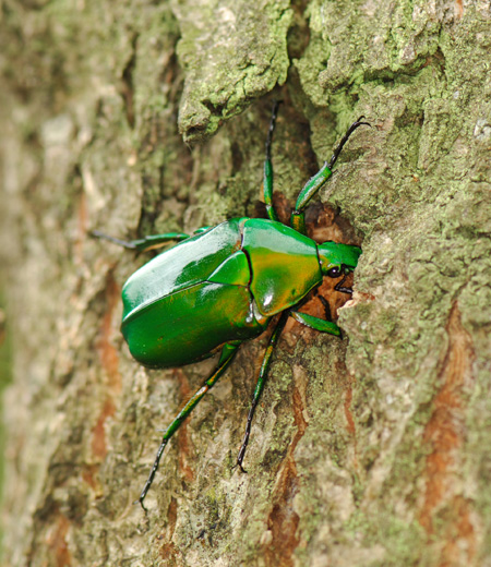 아오카나분(Rhomborrhina unicolor)