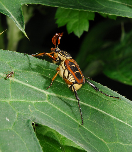 오오토라후코가네(Paratrichius doenitzi)