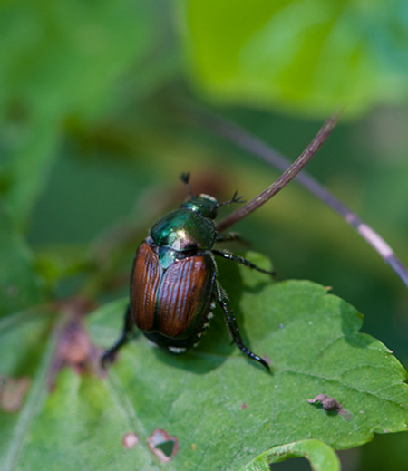 ด้วง  Popillia japonica