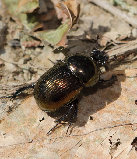 ด้วงมูลสัตว์  Phelotrupes laevistriatus