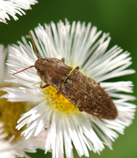 ด้วง Agrypnus binodulus