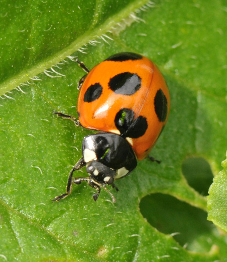 Coccinella septempunctata (Mariquita de siete puntos)