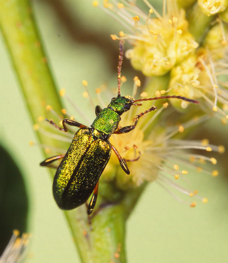 Arthromacra Decora