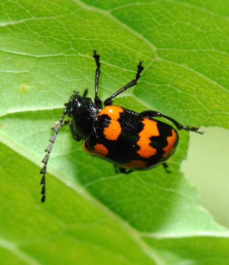 ด้วง  Gallerucida bifasciata