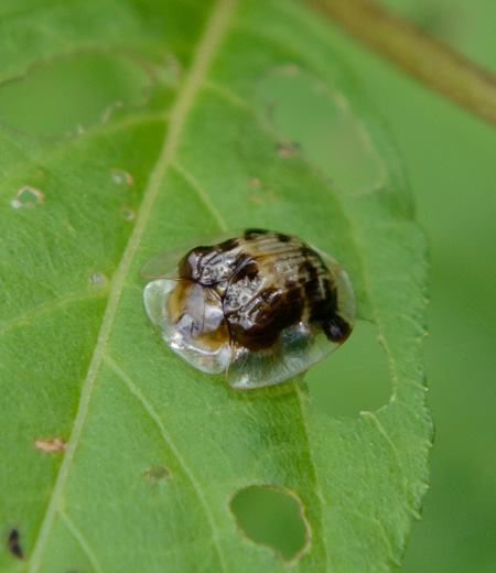 ด้วง Thlaspida cribrosa