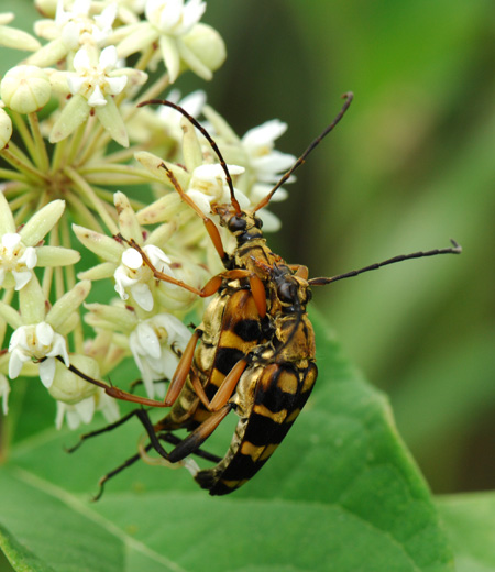 ด้วง  Leptura Ochraceofasciata