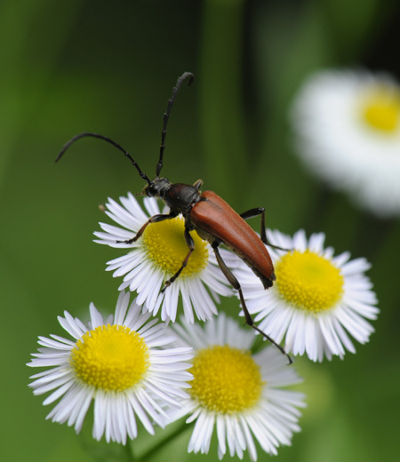 아카하나카미키리(Aredolpona succedanea)