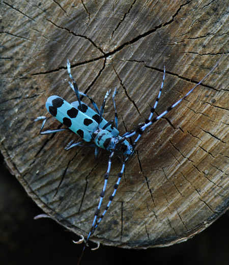 Rosalia batesi (Blue Longhorn Beetle with Black Spots)