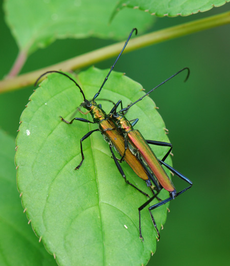 ด้วง  Chloridolum viride